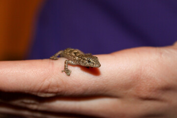 Salamander in hand