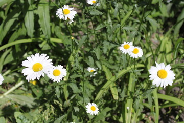 white daisies in the grass