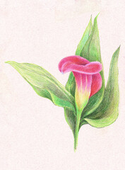 Flower calla drawing in color pencils on  pink background. Floral illustration.