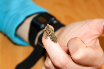 Salamander in hand