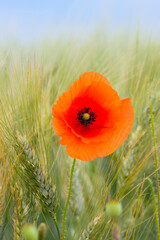 red poppy in wheat field