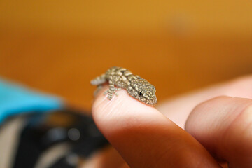 Salamander in hand