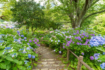 静岡県下田市　下田公園のあじさい