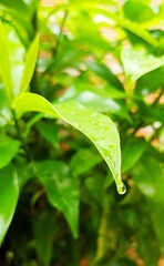 green leaf with water drops