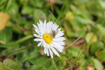 Fly in white flower