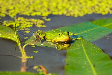 frog on the leaf
