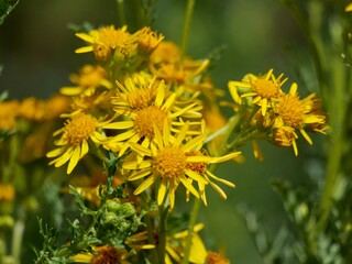 yellow flowers of common ragwort.Jacobaea vulgaris is a very common wild flower in the family Asteraceae,Common names include ragwort, common ragwort,stinking willie.