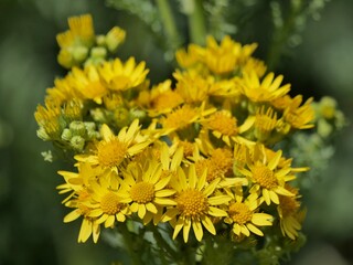 yellow flowers of common ragwort.Jacobaea vulgaris is a very common wild flower in the family Asteraceae,Common names include ragwort, common ragwort,stinking willie.