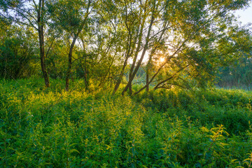 Fototapeta premium Lush green foliage of trees in a forest in sunlight at sunrise in an early summer morning