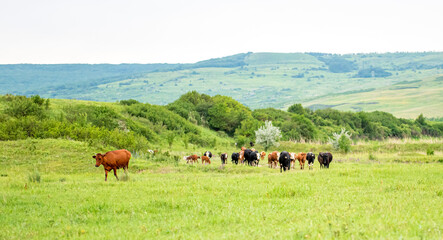 A group of cows are walking on the green grass in the field. The field is part of agricultural land. The grass is bright and green, with a hill and beautiful trees in the background