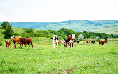 Fototapeta na wymiar A group of cows are walking on the green grass in the field. The field is part of agricultural land. The grass is bright and green, with a hill and beautiful trees in the background