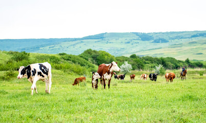 A group of cows are walking on the green grass in the field. The field is part of agricultural land. The grass is bright and green, with a hill and beautiful trees in the background