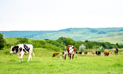 A group of cows are walking on the green grass in the field. The field is part of agricultural land. The grass is bright and green, with a hill and beautiful trees in the background