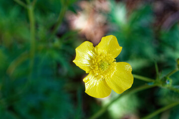 Fototapeta premium Anserine cinquefoil close up