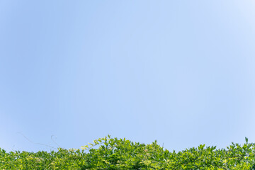 グリーンフレーム、春のフレーム、背景