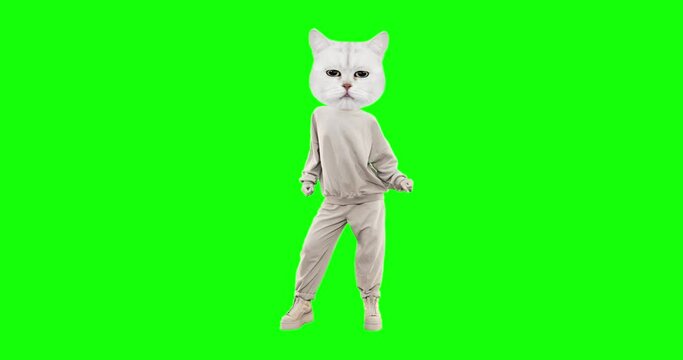 Stop motion funny character Cat with different emotions on chroma key background. Kitty power. Ideal for advertising and presentations