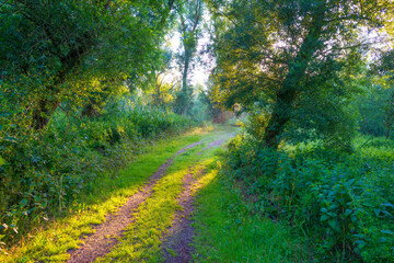Lush green foliage of trees in a forest in sunlight at sunrise in an early summer morning