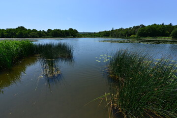 Burton Mill pond in Petworth, West Sussex