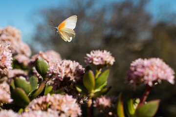 Butterfly in mid-air flying from flower to flower to drink nectar