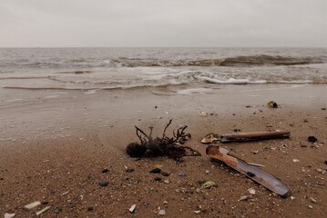 Tang and shells of barnacles on the sandy beach, against a blurred sea background on a cloudy rainy day
