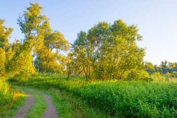 Naklejka premium Lush green foliage of trees in a forest in sunlight at sunrise in an early summer morning