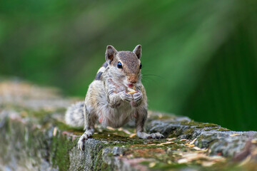 Naklejka na ściany i meble beautiful eyed squirrel eating