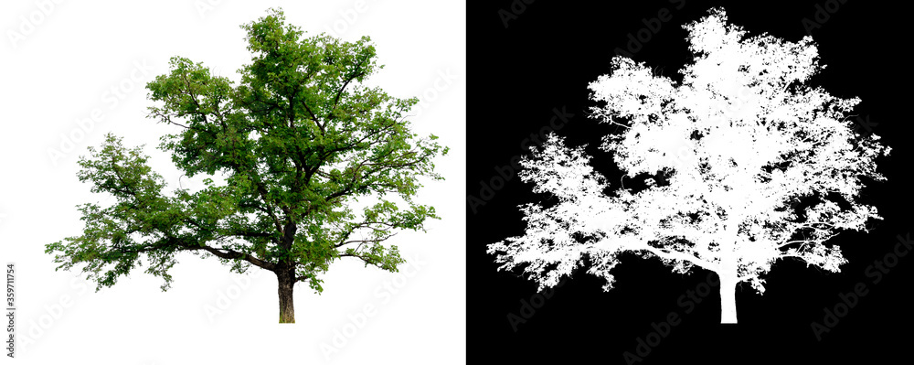 Aufkleber isolated tree on white background with clipping path