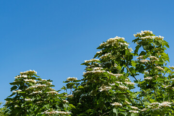 Huge inflorescences of white flowers of Guelder-rose or Viburnum opulus on background of blue sky. Kalina ordinary large, deciduous shrub. Selective focus. Nature concept for natural design.