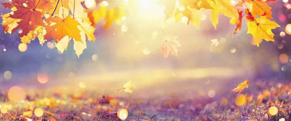 Poster Vallende herfst esdoorn bladeren natuurlijke achtergrond © Pasko Maksim 