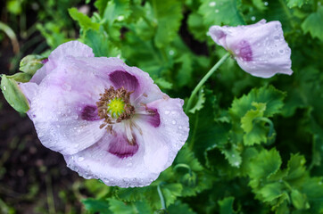Garden poppy pink-purple with dew.