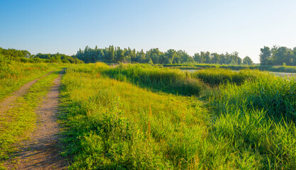 Fototapeta premium The edge of a sunlit lake at sunrise in an early summer morning below a blue sky