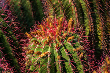 Close up of golden barrel cactus (Echinocactus grusonii)
