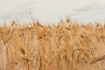 Wheat field in cloudy weather. Wheat in the field on blurred background close-up