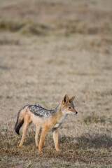 Black-blacked Jackal in the Maasai Mara, Kenya