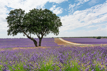 Field of lavender flowers, harvesting 