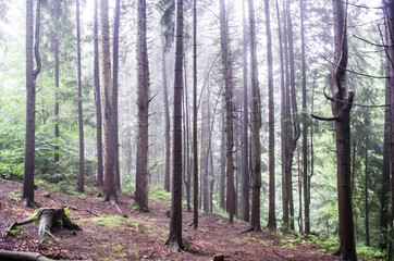 Forest landscape with trees. Sunlight in the green forest.