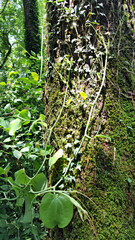 Fototapeta premium 한국 제주도 한라산 둘레길 풍경