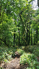 한국 제주도 한라산 둘레길 풍경
