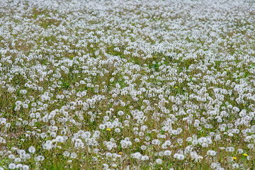 Large field Of dandelion field. Natural grass of fluffy spring dandelions  - Taraxacum officinale.   Concept of world environment day