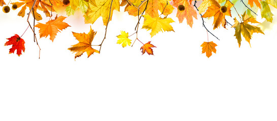 autumn leaves and branches isolated on white background