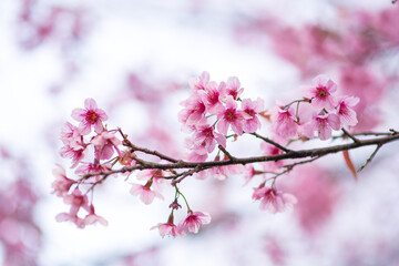 Beautiful  wild Himalayan Cherry ( Prunus cerasoides ) name Sakura in Thailand blooming on the tree