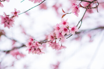 Beautiful  wild Himalayan Cherry ( Prunus cerasoides ) name Sakura in Thailand blooming on the tree