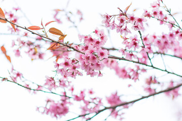 Beautiful  wild Himalayan Cherry ( Prunus cerasoides ) name Sakura in Thailand blooming on the tree