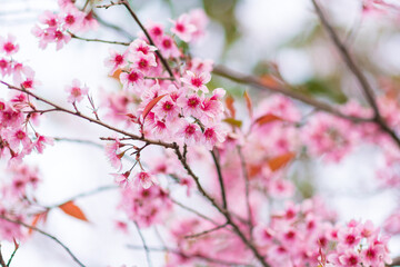 Beautiful wild Himalayan Cherry ( Prunus cerasoides ) name Sakura in Thailand blooming on the tree