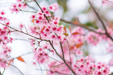 Beautiful  wild Himalayan Cherry ( Prunus cerasoides ) name Sakura in Thailand blooming on the tree