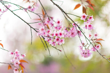 Beautiful  wild Himalayan Cherry ( Prunus cerasoides ) name Sakura in Thailand blooming on the tree
