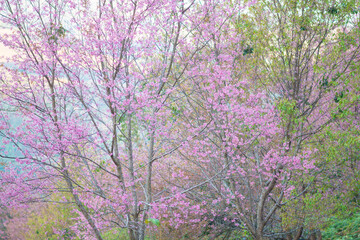 Obraz na płótnie Canvas Beautiful wild Himalayan Cherry ( Prunus cerasoides ) name Sakura in Thailand blooming on the tree