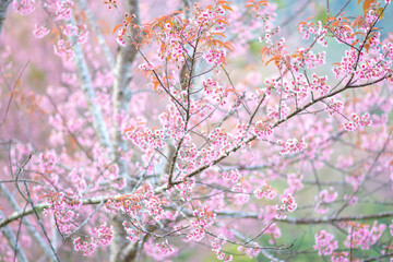 Beautiful  wild Himalayan Cherry ( Prunus cerasoides ) name Sakura in Thailand blooming on the tree