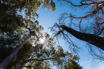 Group of trees in a forest seen from below.