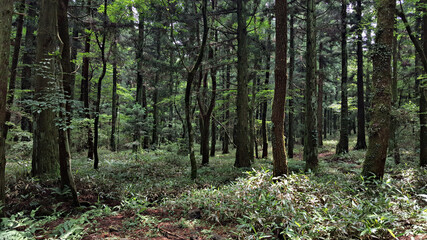 Fototapeta premium 한국 제주도 한라산 둘레길 풍경